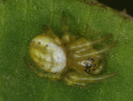Araniella sp.